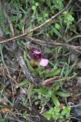 Anacamptis papilionacea
