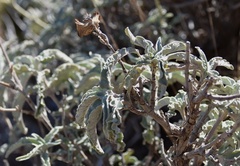 Salvia pomifera