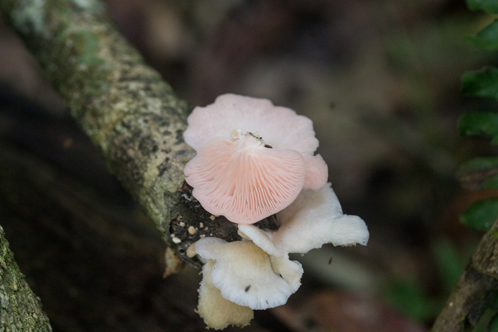 Pleurotus djamor roseus · August 2018 · photo: © lostculture (iNaturalist, cc-by)