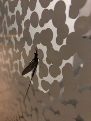 Hexagenia