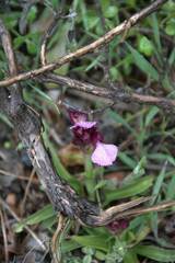 Anacamptis papilionacea