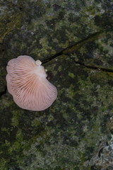 Pleurotus djamor roseus