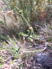 Erica cerinthoides