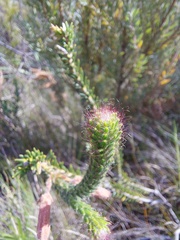 Erica cerinthoides