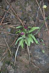 Anacamptis papilionacea