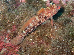 Gobius cruentatus