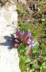Gentianella insubrica