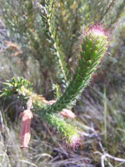 Erica cerinthoides