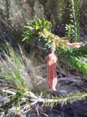Erica cerinthoides