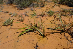 Chlorophytum viscosum