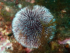 Sphaerechinus granularis