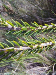 Erica cerinthoides