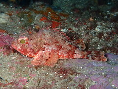 Scorpaena notata