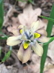 Moraea vegeta