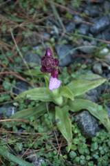 Anacamptis papilionacea