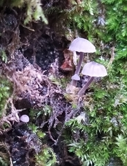 Mycena meliigena