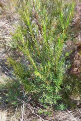 Empleurum unicapsulare