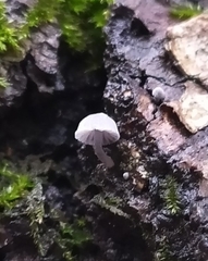 Mycena meliigena