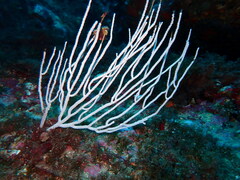 Eunicella singularis