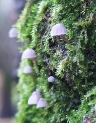 Mycena meliigena
