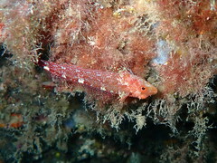 Tripterygion delaisi