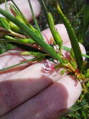 Empleurum unicapsulare