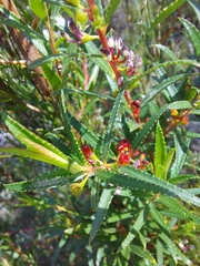 Empleurum unicapsulare