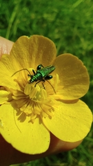 Oedemera nobilis