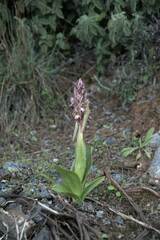 Himantoglossum robertianum
