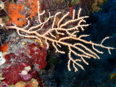 Eunicella cavolini