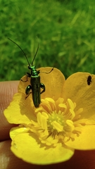 Oedemera nobilis