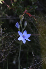 Thelymitra crinita