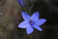 Thelymitra crinita
