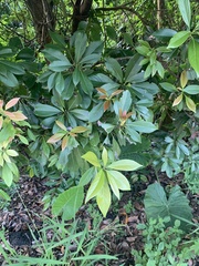 Machilus japonica