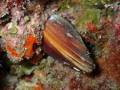 Lithophaga lithophaga