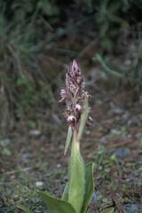 Himantoglossum robertianum