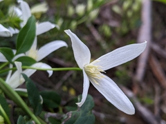 Clematis clitorioides