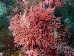 Sphaerococcus coronopifolius