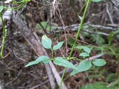 Clematis clitorioides