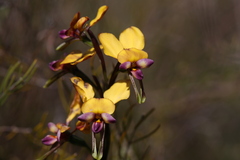 Diuris magnifica