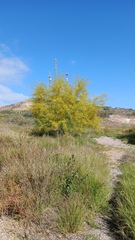 Parkinsonia aculeata