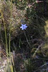 Thelymitra crinita