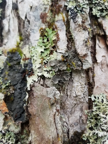 Erioderma mollissimum image