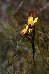 Diuris magnifica