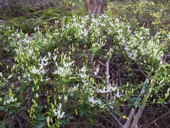 Clematis clitorioides