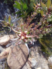 Leucospermum wittebergense