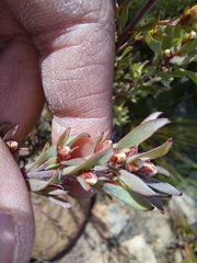Leucospermum wittebergense