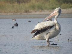 Pelecanus crispus