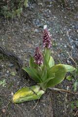 Himantoglossum robertianum