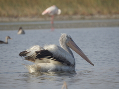 Pelecanus crispus